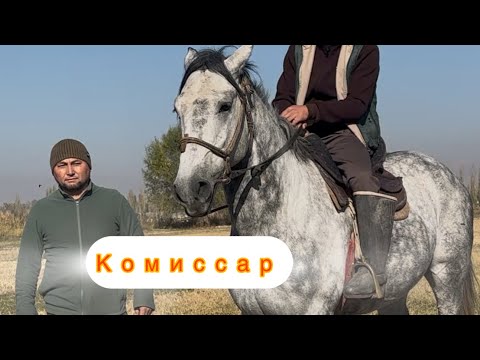 Видео: Кенеш акеден Комиссар далили менен +996-998-230-384. 8 ноября 2025 г.