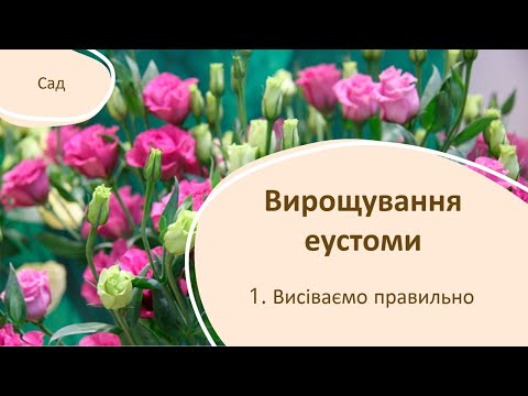 Видео: Вирощування еустоми. 1.Посів