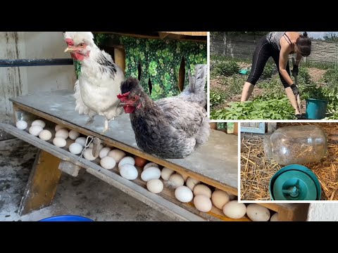 Видео: Можно СПАЛИТЬ КУРЯТНИК Такое делаю впервые ПОТЕРИ