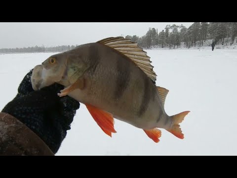 Видео: ОКУНЯРЫ ЗДЕСЬ ЛОВЯТЬСЯ МЕШКАМИ))), А ЖОР НАЧАЛСЯ КОГДА МЫ УХОДИЛИ)! МОРОЗНАЯ ЗИМНЯЯ РЫБАЛКА!