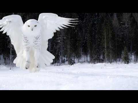 Видео: Снежные совы | Почему это самый искусный арктический хищник? | Документальный фильм о дикой природе