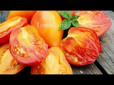 Видео: Семена томатов из Минусинска !/Сколько стоит пересыл?