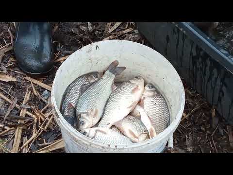 Видео: Станица Гиагинская/Январская рыбалка на карасей руками!