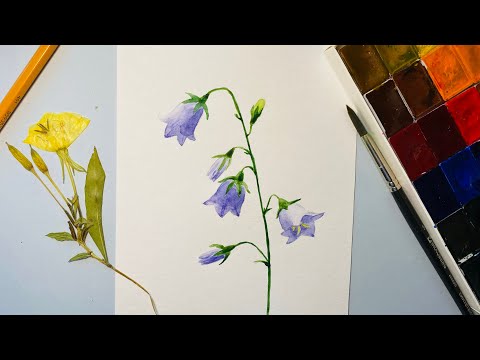 Видео: Как нарисовать летние цветы Колокольчики. Акварель для начинающих. Пошаговое рисование
