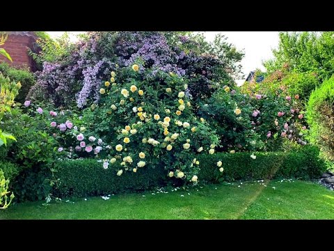 Видео: Прогулка по саду. 24.05.23 г. Что цветёт. Розы. Клематисы. Кустарники .