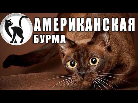 Видео: Американская бурма - кошки, которые любят сидеть на руках!
