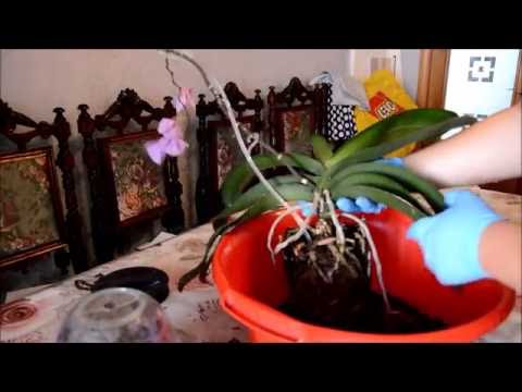 Видео: Деление куста  орхидеи Фаленопсис