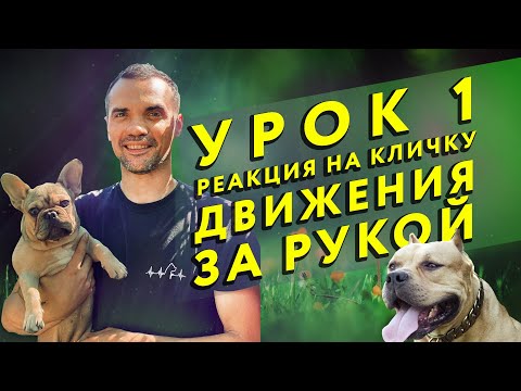 Видео: Онлайн-курс дрессировки. Урок 1| Кинолог Шустов Андрей | kinolog.online
