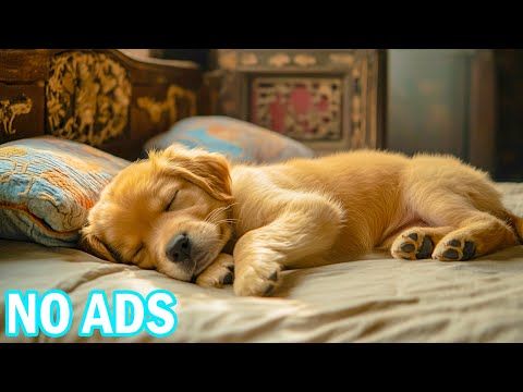 Видео: 12 часов спокойной музыки для отдыха собак🐶🎶Успокаивающие звуки помогают собакам направить беспокойн