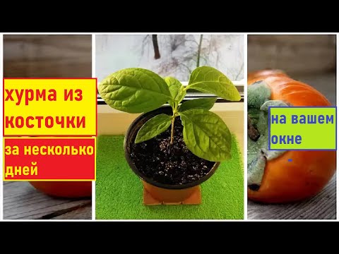 Видео: Можно ли вырастить хурму у себя дома на окне
