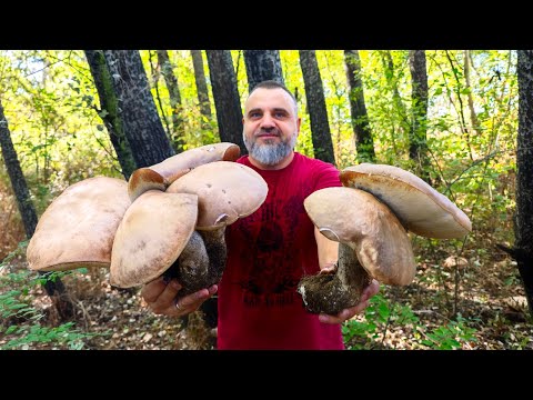Видео: #Най-вкусната #брезовка #расте в #България
