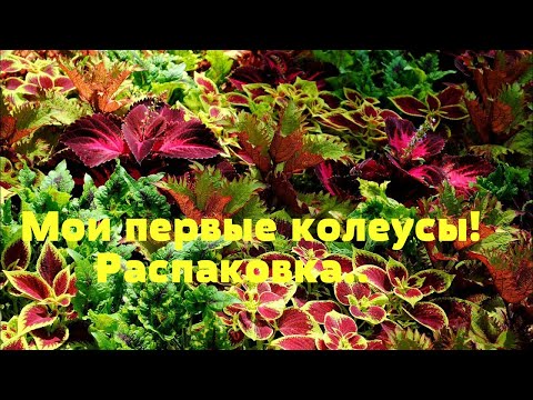 Видео: ПОЛУЧИЛА ПЕРВЫЕ КОЛЕУСЫ...В  ШОКЕ  ОТ  ПРОДАВЦА!!!