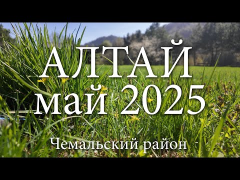 Видео: Алтай. Май 2025. Чемальский район.