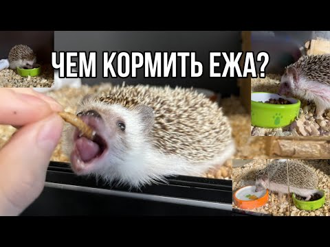 Видео: Чем кормить ежика? Рацион карликового африканского ежа