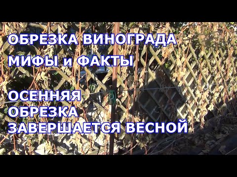 Видео: Обрезка винограда. Мифы и факты. Осенняя обрезка завершается весной.