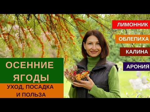 Видео: ОСЕННИЕ ЯГОДЫ - лимонник, калина, арония и облепиха//Посадка, уход, польза