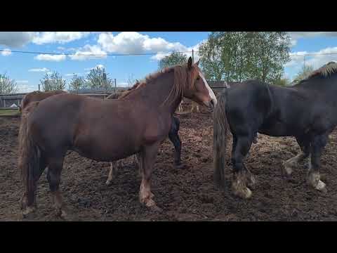 Видео: Жеребец и Ветка встретились и сделали 🐎