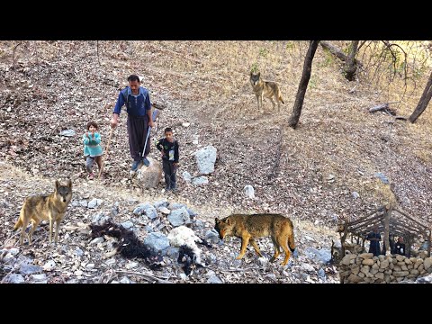 Видео: Кочевая жизнь в горах 🏔️ | Волки нападают на наше стадо ночью 🐺 и находят растерзанных овец🐏😢