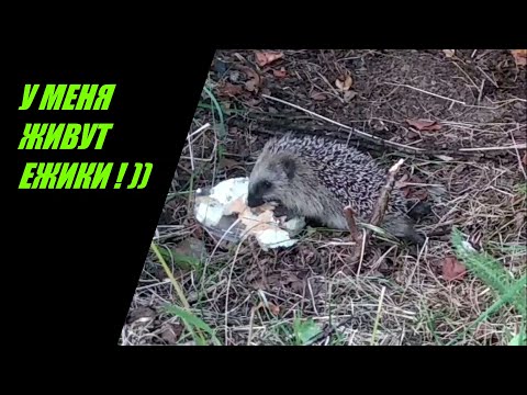 Видео: У меня живет семья ежей на дачном участке.