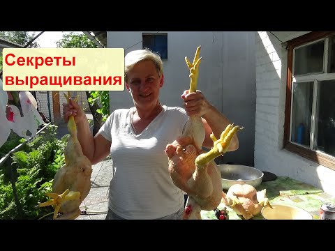 Видео: Главный Секрет выращивания бройлеров по 7 кг за 2 месяца в домашних условиях!