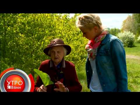 Видео: Собираем целебные травы - "Утро с Вами" 07.06.2013