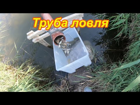 Видео: Труба ЛОВЛЯ, ловля рыбы на трубу.