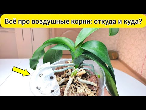 Видео: Сделайте так и воздушные КОРНИ орхидей растут в грунт