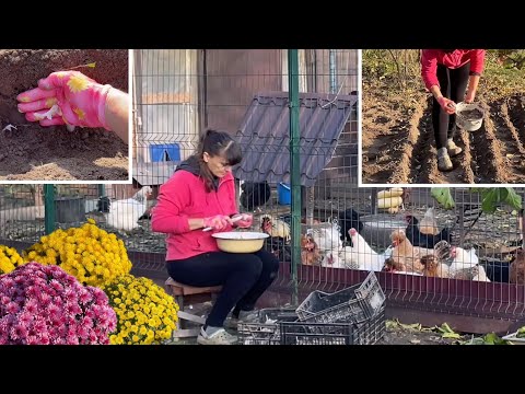 Видео: ВПЕРВЫЕ ВЫСАДИЛА БЕЗ КУРИНОГО ПОМЕТА 🧄 Большой урожай чеснока начинается осенью!