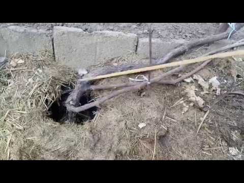 Видео: Замена старых рукавов на новые на взрослом кусте винограда  -  часть вторая