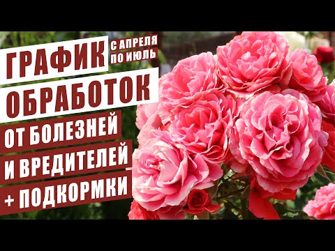 Видео: ГРАФИК ОБРАБОТОК РОЗ ОТ БОЛЕЗНЕЙ И ВРЕДИТЕЛЕЙ. ПОДКОРМКИ ДЛЯ ОБИЛЬНОГО И КРАСИВОГО ЦВЕТЕНИЯ