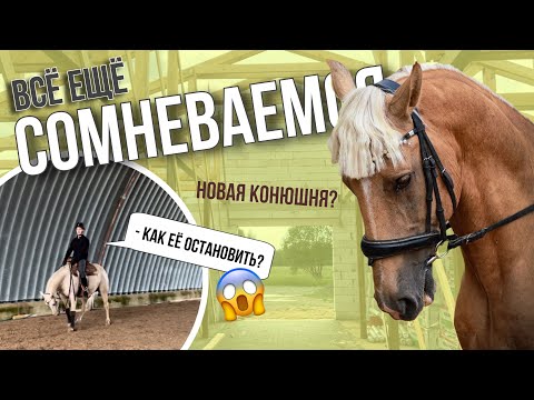 Видео: ПОКУПКА ЛОШАДИ 2 ЧАСТЬ | Другая лошадь? | Тренировка Влада | HRB