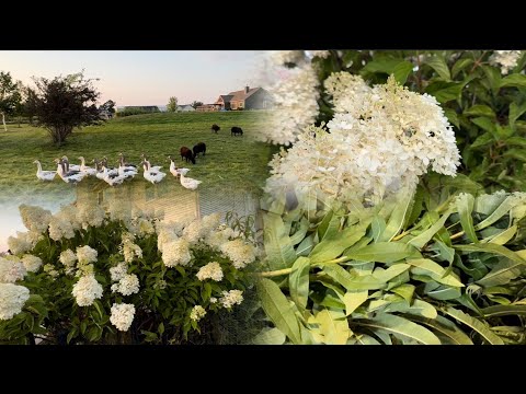 Видео: Лимонная Вербена | Секрет￼Здоровья
