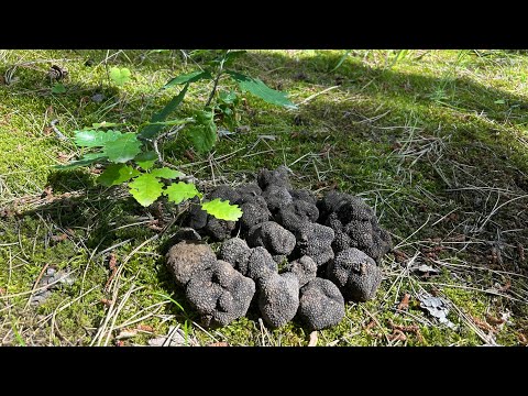 Видео: За Самым дорогим Грибом без Собаки!поиск Чёрного Трюфеля.No Dog Truffle Hunting! Black Truffles 2025