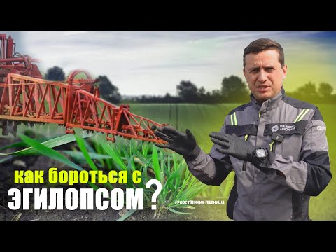 Видео: Сорняки в пшенице.Гербициды. Эгилопс ты ли это?