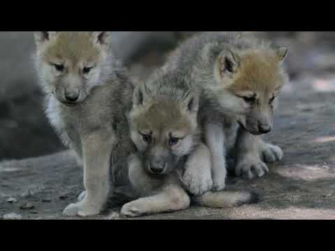 Видео: Олжас Сулейменов Волчата #Олжас #Сулейменов #Волчата