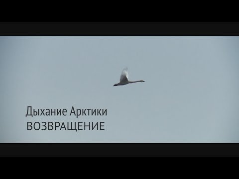 Видео: Дыхание Арктики. Возвращение