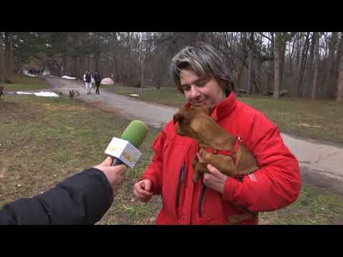Видео: За кинологията с д-р Кънев: Ще ви разкажем за „царя” на миниатюрните кучета, автор Светла Стефанова