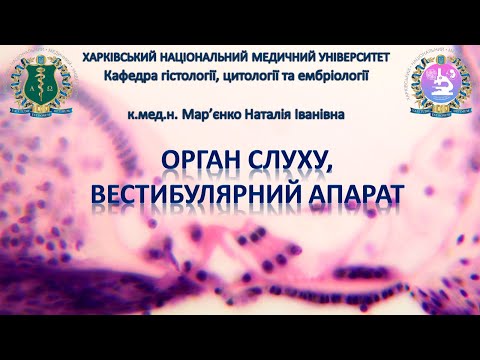 Видео: Органи чуття, частина 3. Орган слуху та вестибулярний апарат. Гістологія