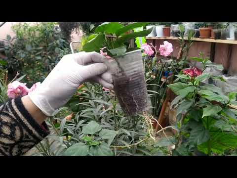 Видео: 27декабря.2020год.Китайская роза🌹