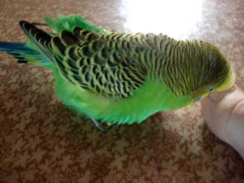 Видео: Мой очень смешной попугай Гоша!