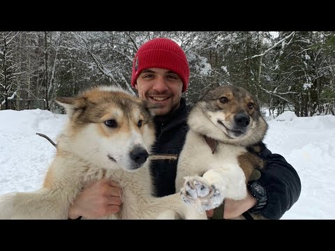 Видео: Каюр  и Чеза на выставке берут медали