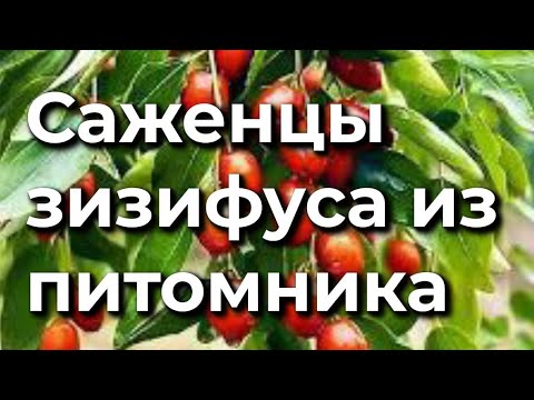 Видео: Обзор 8. Саженцы зизифуса нашего производства 