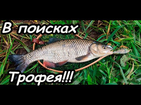 Видео: Новинки воблеров истребляют голавля!