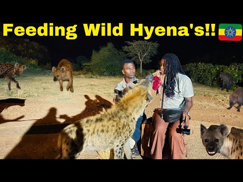 Видео: Кормление голодных диких гиен в Хараре, Эфиопия