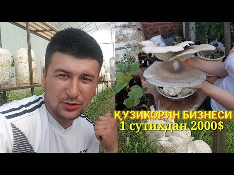 Видео: КУЗИКОРИН БИЗНЕСИ. 1 СУТИХДАН 2000$ даромад