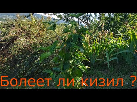 Видео: Болеет ли кизил? Сорта Радость и Словянин