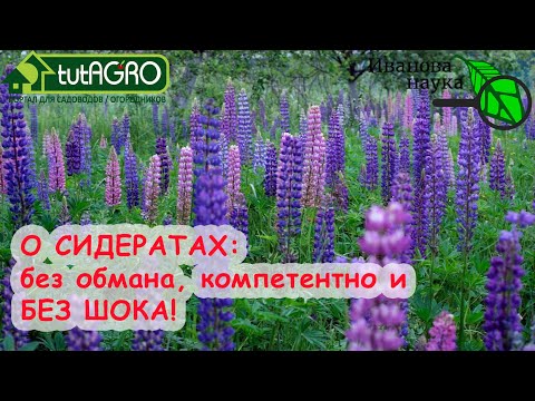 Видео: ВРЕМЯ УДОБРЯТЬ ПОЧВУ! СИДЕРАТЫ - ПРИРОДНОЕ УДОБРЕНИЕ 1500 %! Как не прервать цикл плодородия?