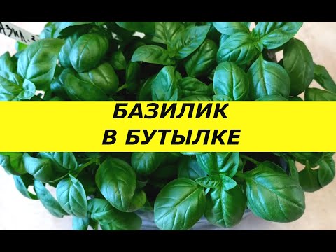 Видео: ТЕПЕРЬ БАЗИЛИК НА ОКНЕ ВЫРАЩИВАЮ ТОЛЬКО В БУТЫЛКЕ , БЕЗ ПИКИРОВКИ! ДЕЛЮСЬ СЕКРЕТАМИ !