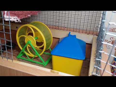 Видео: Срочная перетасовка мышей!😄 Малыши принесли большие перемены! Мышки и мышата ❤