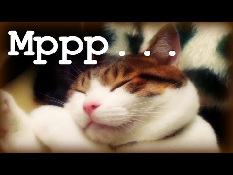 Видео: Умиротворяющее Мурлыканье / If you love cats:))))